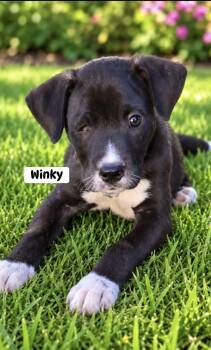 Winky -  Mixed Breed Dog for Adoption in Brewton, Alabama - Winky | PetCurious