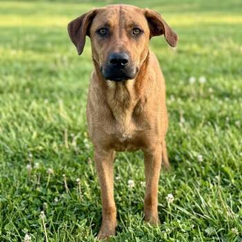 Roxie -  Mixed Breed Dog for Adoption in Smithfield, North Carolina - Roxie | PetCurious