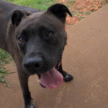 Rooster -  Pit Bull Terrier Dog for Adoption in Huntsville, Arkansas - Rooster | PetCurious