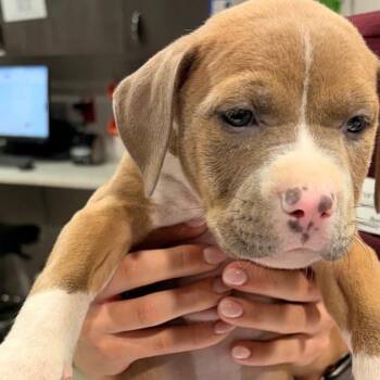 Cody -  Terrier and Mixed Breed Dog for Adoption in Tampa, Florida - Cody | PetCurious