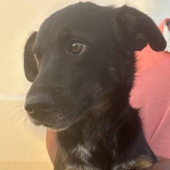 Lonnie - Local October 9-11 -  Australian Shepherd Dog for Adoption in Brookshire, Texas - Lonnie - Local October 9-11 | PetCurious
