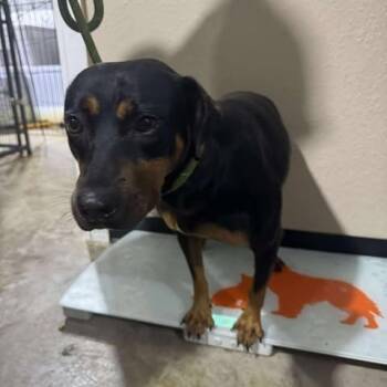 Rescue Rottweiler Dogs for Adoption in Boone, Iowa - Succulent | PetCurious