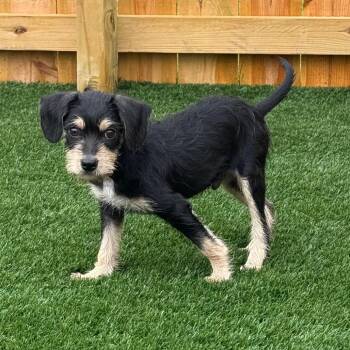 Chippy -  Border Terrier Dog for Adoption in La Grange, Kentucky - Chippy | PetCurious
