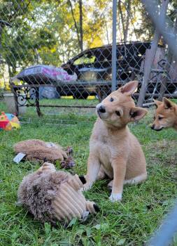 Ruby -  Shiba Inu Dog for Sale in Manito, Illinois - Ruby | PetCurious
