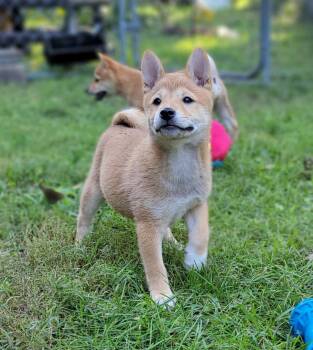 Ruby -  Shiba Inu Dog for Sale in Manito, Illinois - Ruby | PetCurious