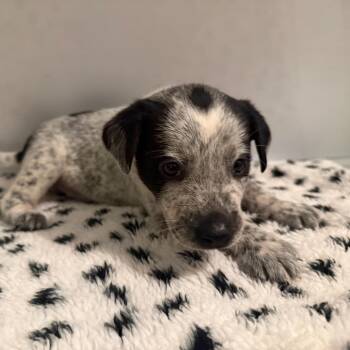 Hatteras -  Mixed Breed Dog for Adoption in Rockville, Maryland - Hatteras | PetCurious