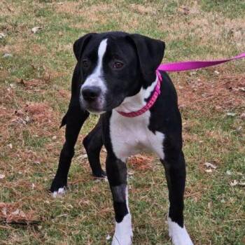 Lollie -  Pit Bull Terrier Dog for Adoption in Broken Arrow, Oklahoma - Lollie | PetCurious