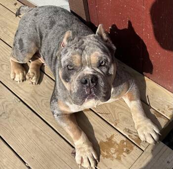 Rescue American Bully Dogs for Adoption in Zanesville, Ohio - Blue Belle | PetCurious