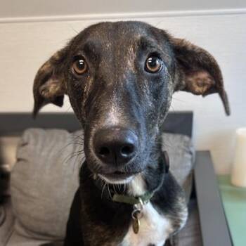 Stormy -  Mixed Breed Dog for Adoption in Lansing, Michigan - Stormy | PetCurious