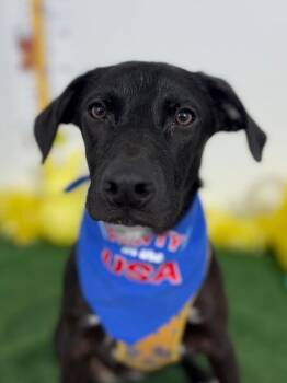 Matcha-One of our Amazing Rescue Dogs -  Labrador Retriever and Whippet Dog for Adoption in Carlsbad, California - Matcha-One Of Our Amazing Rescue Dogs | PetCurious