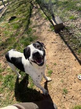 Rescue Mixed Breed Dogs for Adoption in Lawrenceburg, Tennessee - Uggies | PetCurious