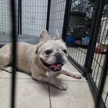 Rescue French Bulldog Dogs for Adoption in Mansfield, Texas - Lurch | PetCurious