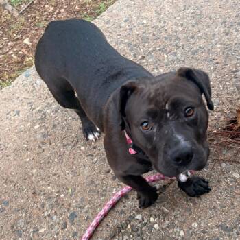 Tatum -  Pit Bull Terrier Dog for Adoption in Greensboro, North Carolina - Tatum | PetCurious