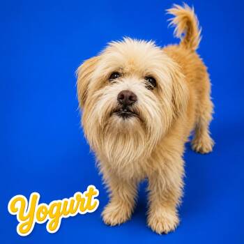 Yogurt -  Maltese and Mixed Breed Dog for Adoption in Scottsdale, Arizona - Yogurt | PetCurious