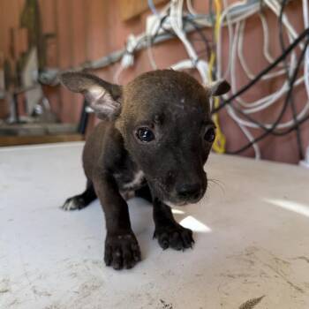 Okra -  Chihuahua Dog for Adoption in Allen, Texas - Okra | PetCurious
