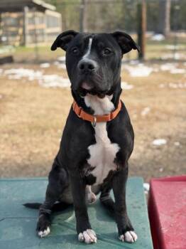 Terrier and Mixed Breed Dogs Available for Adoption in Conway, South Carolina - Remi | PetCurious