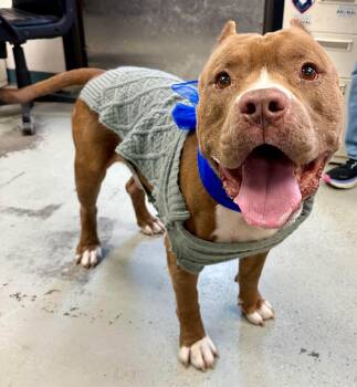 Pit Bull Terrier Dogs Available for Adoption - Gifty **Courtesy Post. Out Of Town Pet. See Below For Details** | PetCurious