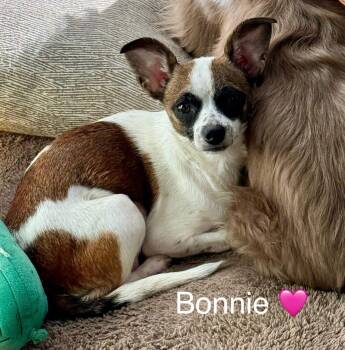 Rescue Chihuahua Dogs for Adoption in Rockwall, Texas - Bonnie | PetCurious