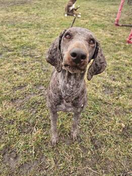 Poodle and Labrador Retriever Dogs Available for Adoption - Polly | PetCurious