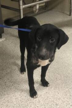 Labrador Retriever and Mixed Breed Dogs Available for Adoption in Conroe, Texas - A427987 | PetCurious