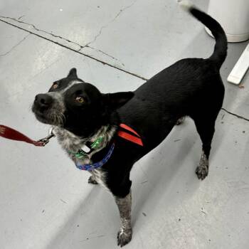 COREY -  Australian Cattle Dog Blue Heeler Dog for Adoption in Richmond, California - COREY | PetCurious