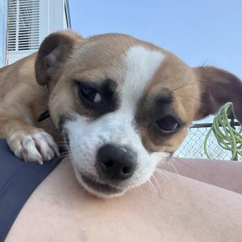 Twix -  Chihuahua and Dachshund Dog for Adoption in Charles City, Iowa - Twix | PetCurious