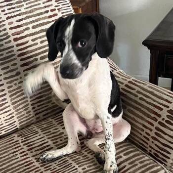 Beagle Dogs Available for Adoption in Las Vegas, Nevada - Vodka | PetCurious