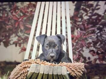 Pit Bull Terrier Dogs Available for Adoption in Salt Lake City, Utah - Red Milo | PetCurious