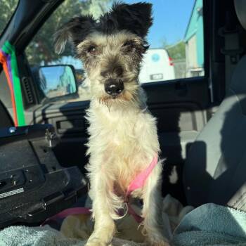 Sallie -  Terrier and Mixed Breed Dog for Adoption in Galveston, Texas - Sallie | PetCurious