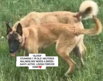 Rescue Belgian Shepherd Malinois Dogs for Adoption in Rockdale, Texas - OLIVER | PetCurious