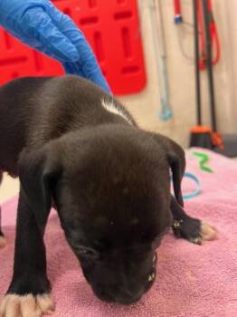 Ashanti -  Pit Bull Terrier and Mixed Breed Dog for Adoption in Honolulu, Hawaii - Ashanti | PetCurious