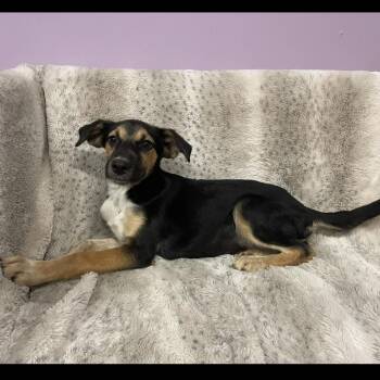 Truvy in NH. Come Meet our Adoptable Dogs Wednesday-Saturday. Mo -  Australian Shepherd Dog for Adoption in Manchester, New Hampshire - Truvy In NH. Come Meet Our Adoptable Dogs Wednesday-Saturday. Mo | PetCurious