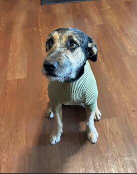 Rescue Airedale Terrier Dogs for Adoption in Billings, Montana - SF-Bronco | PetCurious