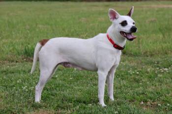 Mixed Breed Dogs Available for Adoption in Columbia, Tennessee - Freckles | PetCurious