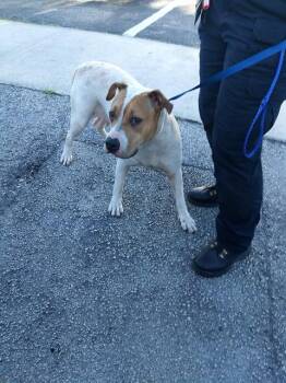 Mastiff Dogs Available for Adoption in Fort Lauderdale, Florida - LUA | PetCurious