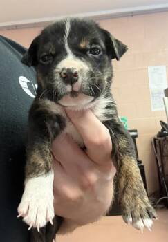 SNOOPY -  Mixed Breed Dog for Adoption in Columbia, South Carolina - SNOOPY | PetCurious