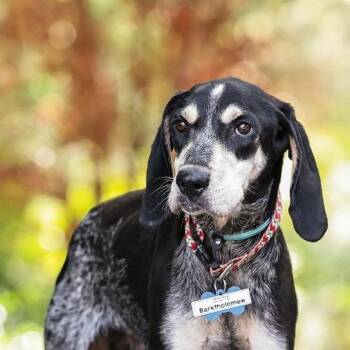 Barktholomew -  Hound Dog for Adoption in Wake Forest, North Carolina - Barktholomew | PetCurious
