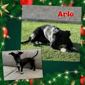 Dachshund and Chihuahua Dogs Available for Adoption - Arlo | PetCurious