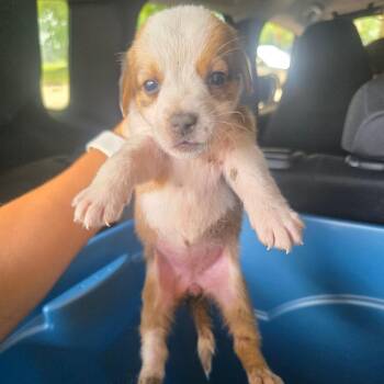 Piglet -  Collie Dog for Adoption in Lufkin, Texas - Piglet | PetCurious