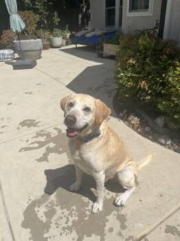 CHASE THE BEST LAB -  Yellow Labrador Retriever Dog for Adoption in Woodland, California - CHASE THE BEST LAB | PetCurious