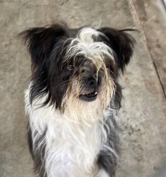 Rescue Shih Tzu Dogs for Adoption in Canutillo, Texas - Max | PetCurious