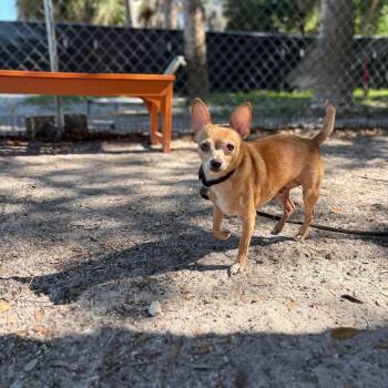 Chihuahua and Mixed Breed Dogs Available for Adoption in Port Richey, Florida - Poncho | PetCurious