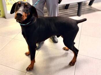 KNOX -  Doberman Pinscher Dog for Adoption in Rancho Cucamonga, California - KNOX | PetCurious