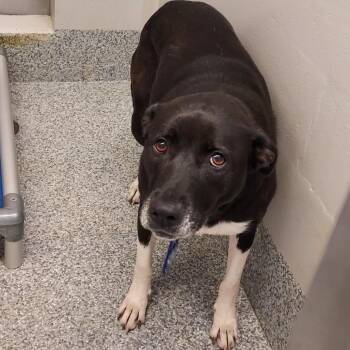 Jessy -  Labrador Retriever and Mixed Breed Dog for Adoption in Fairfax Station, Virginia - Jessy | PetCurious