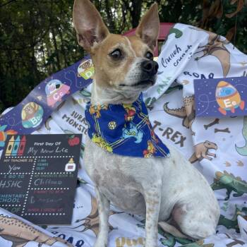 Lela -  Mixed Breed Dog for Adoption in Sarasota, Florida - Lela | PetCurious