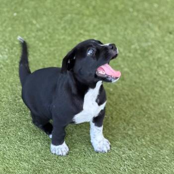 Labrador Retriever and Husky Dogs Available for Adoption in West Palm Beach, Florida - KANGAROO | PetCurious