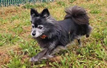 VELVET -  Pomeranian Dog for Adoption in Springfield, Massachusetts - VELVET | PetCurious