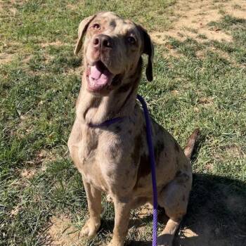 Maverick -  Catahoula Leopard Dog and Mixed Breed Dog for Adoption in Lyndhurst, Virginia - Maverick | PetCurious