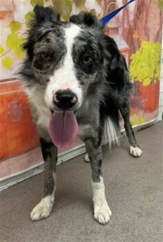 HUDSON JAY -  Australian Cattle Dog Blue Heeler Dog Available for Adoption in San Bernardino, California - HUDSON JAY | PetCurious