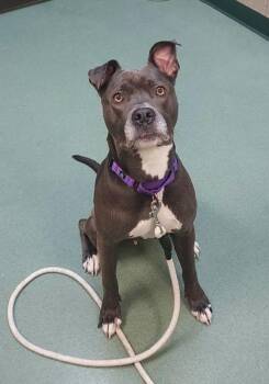 Mia -  Pit Bull Terrier Dog for Adoption in Williamsport, Pennsylvania - Mia | PetCurious